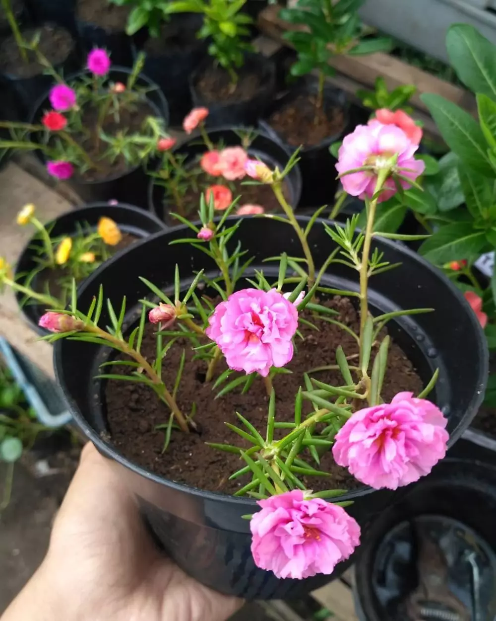 Cara menanam tanaman hias gantung krokot Instagram ; freepik © 2021 brilio.net