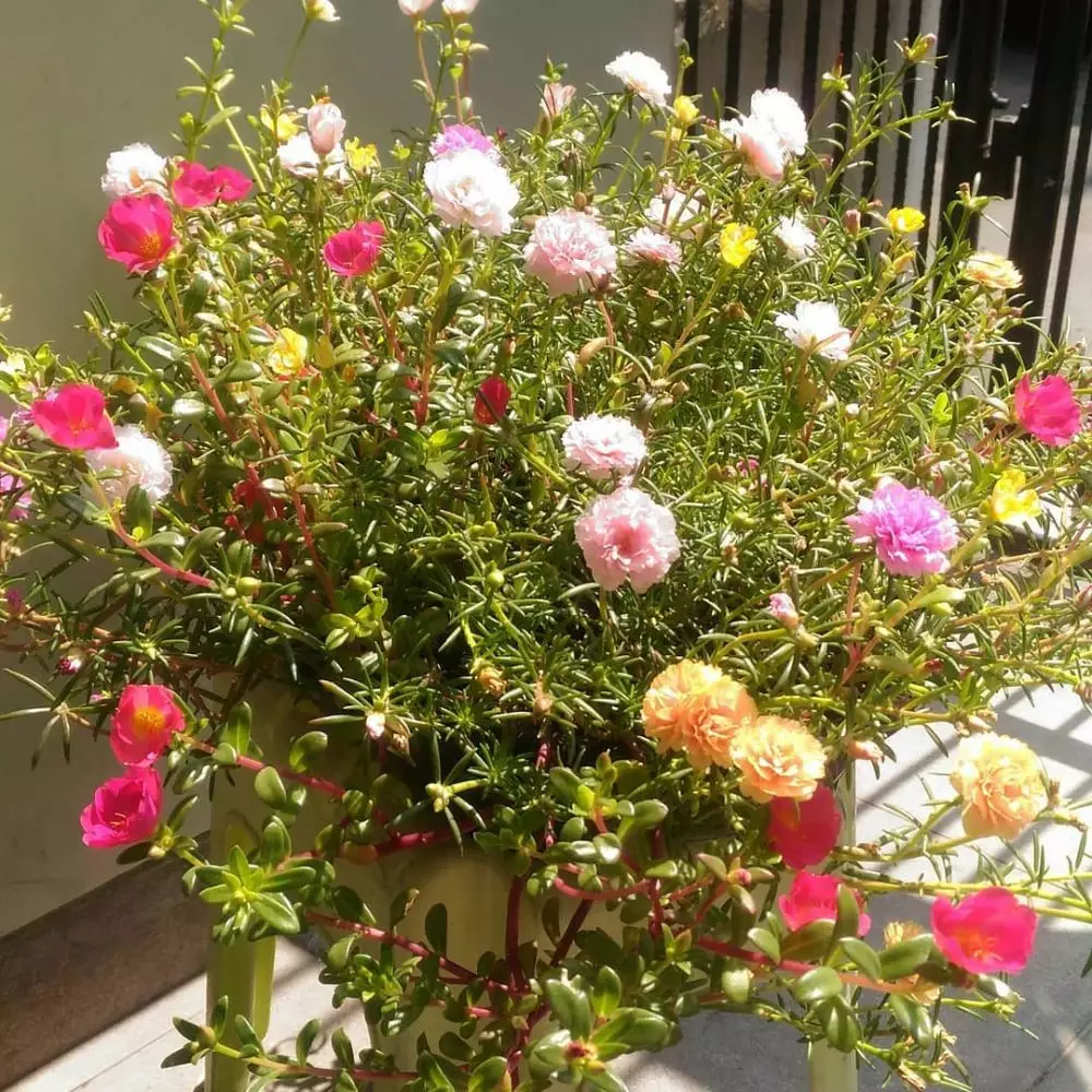 Cara menanam tanaman hias gantung krokot Instagram ; freepik © 2021 brilio.net