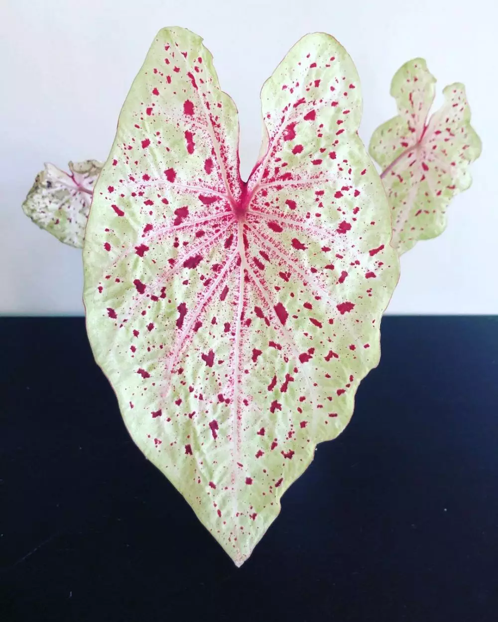 Cara merawat keladi bintik merah Miss Muffet © Istimewa