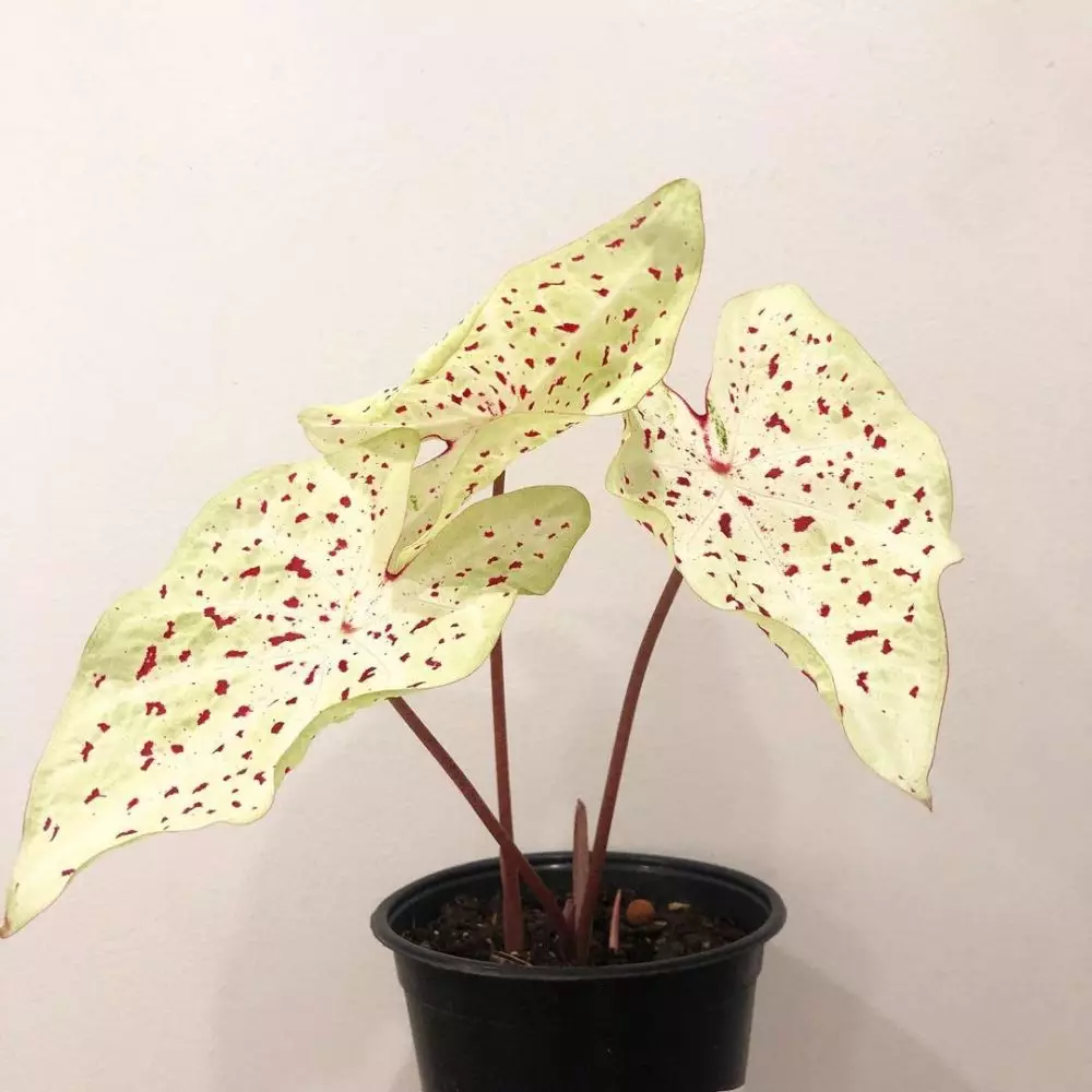 Cara merawat keladi bintik merah Miss Muffet © Istimewa