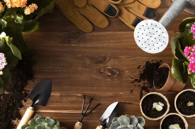 Cara merawat keladi bintik merah Miss Muffet © Istimewa