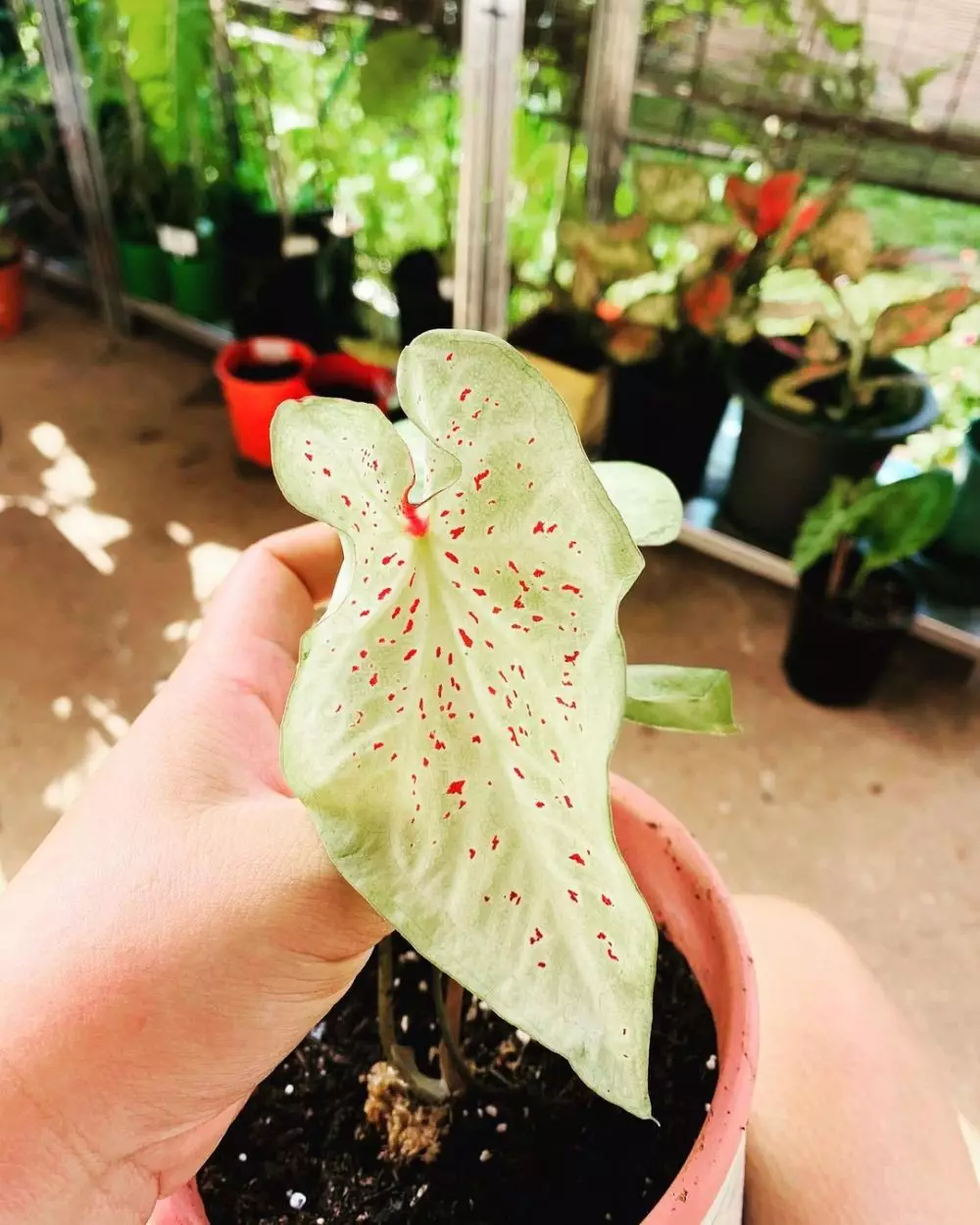 Cara merawat keladi bintik merah Miss Muffet © Istimewa