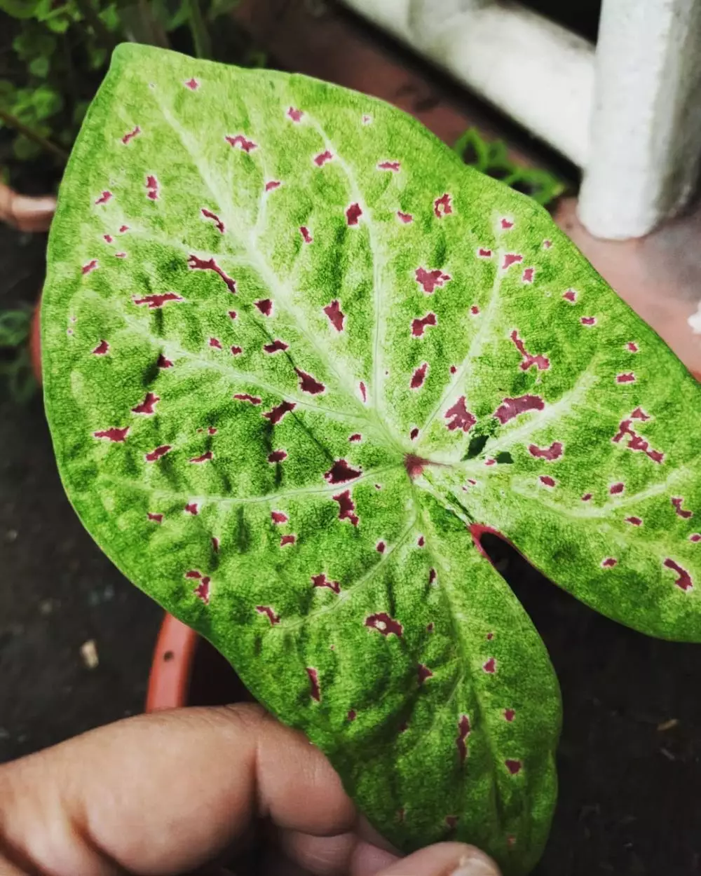 Cara merawat keladi bintik merah Miss Muffet © Istimewa