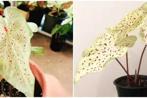 Cara merawat keladi bintik merah miss muffet, bikin daun tetap cantik