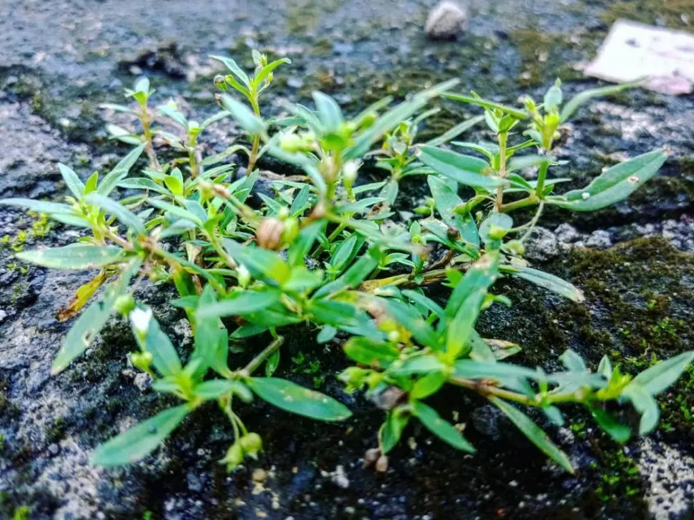 obat herbal usus buntu ©freepik.com obat herbal usus buntu ©freepik.com