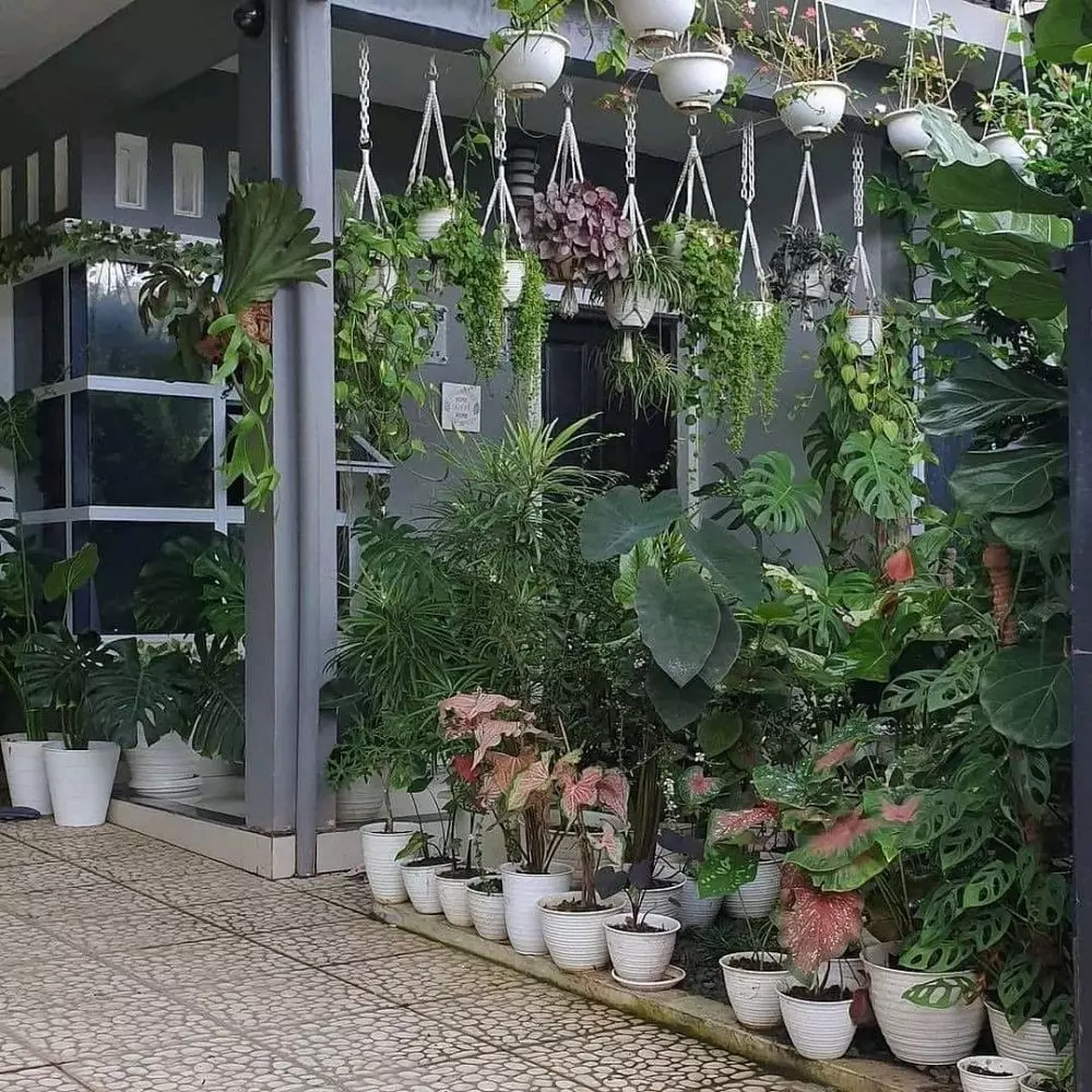 Cara merawat tanaman hias daun Instagram ; freepik © 2021 brilio.net Cara merawat tanaman hias daun Instagram ; freepik © 2021 brilio.net