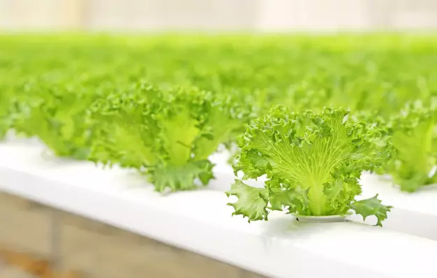 tanaman hidroponik tahan panas ©Instagram tanaman hidroponik tahan panas ©Instagram