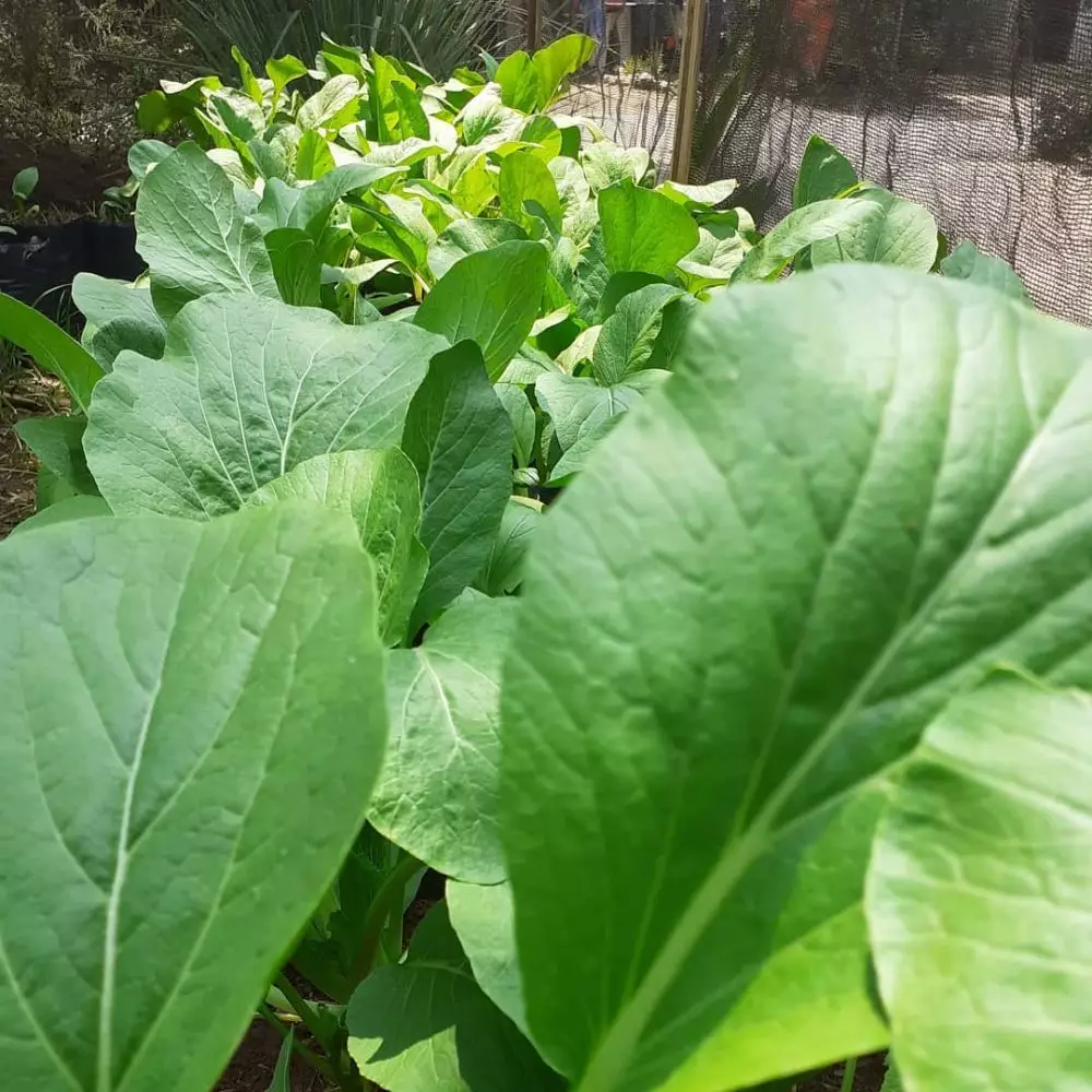 tanaman hidroponik tahan panas ©Instagram tanaman hidroponik tahan panas ©Instagram