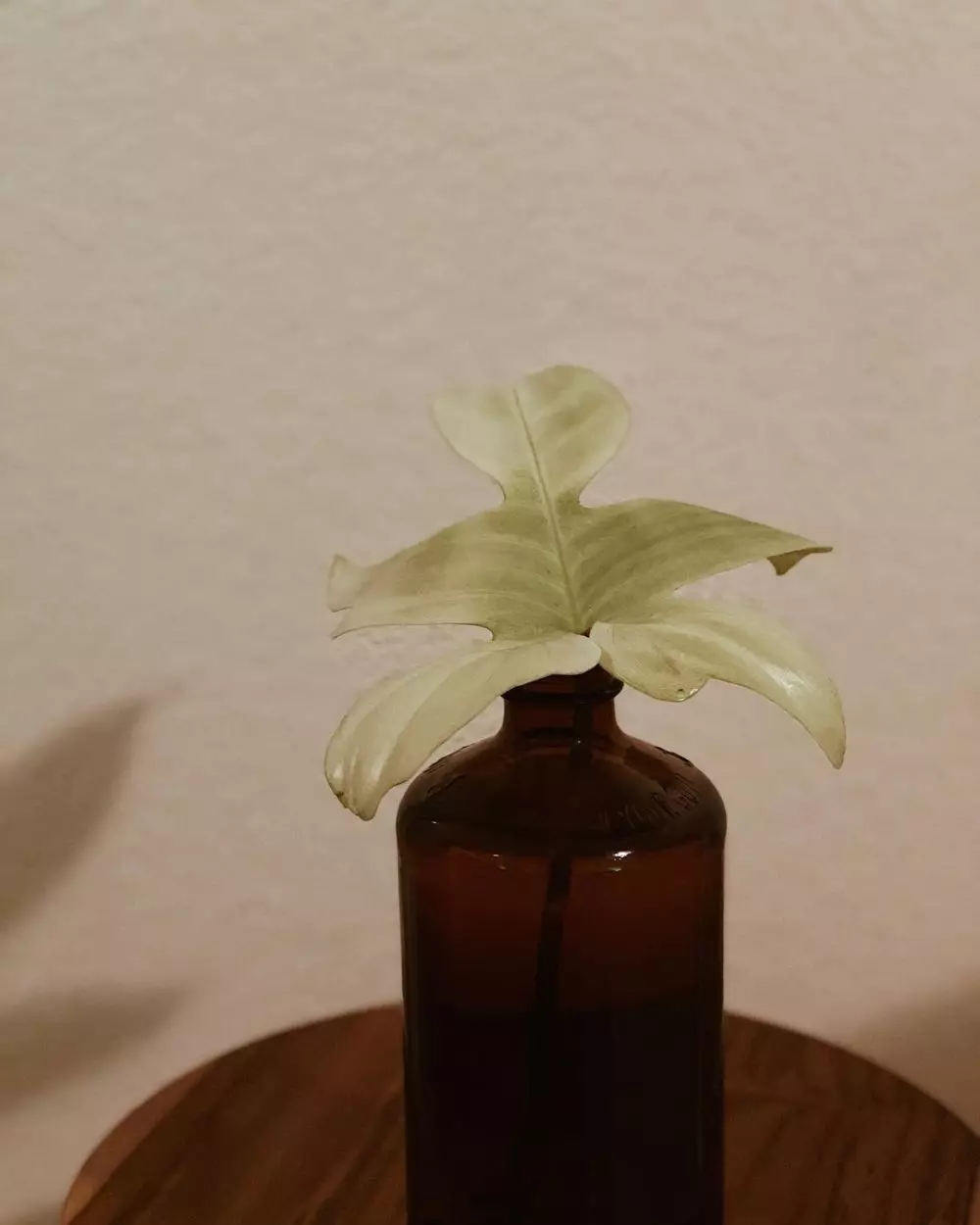 tanaman hidroponik tahan panas ©Instagram tanaman hidroponik tahan panas ©Instagram