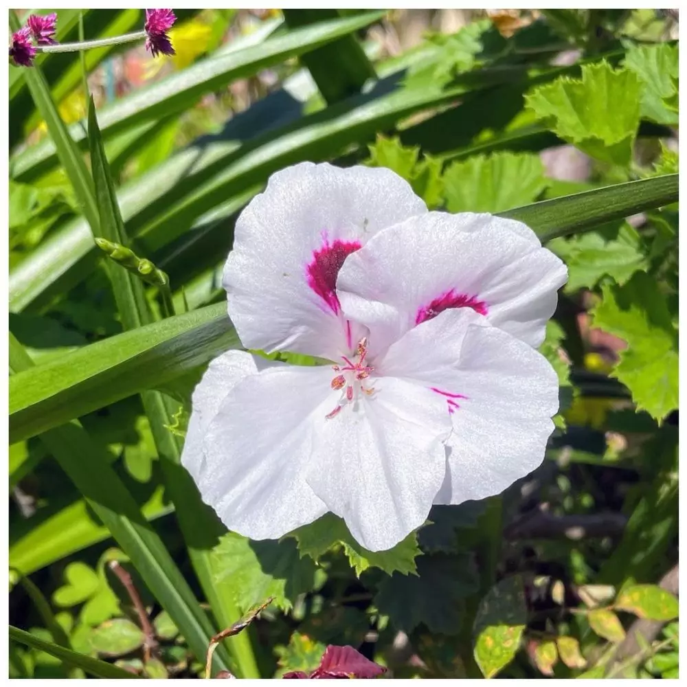 tanaman hidroponik tahan panas ©Instagram tanaman hidroponik tahan panas ©Instagram