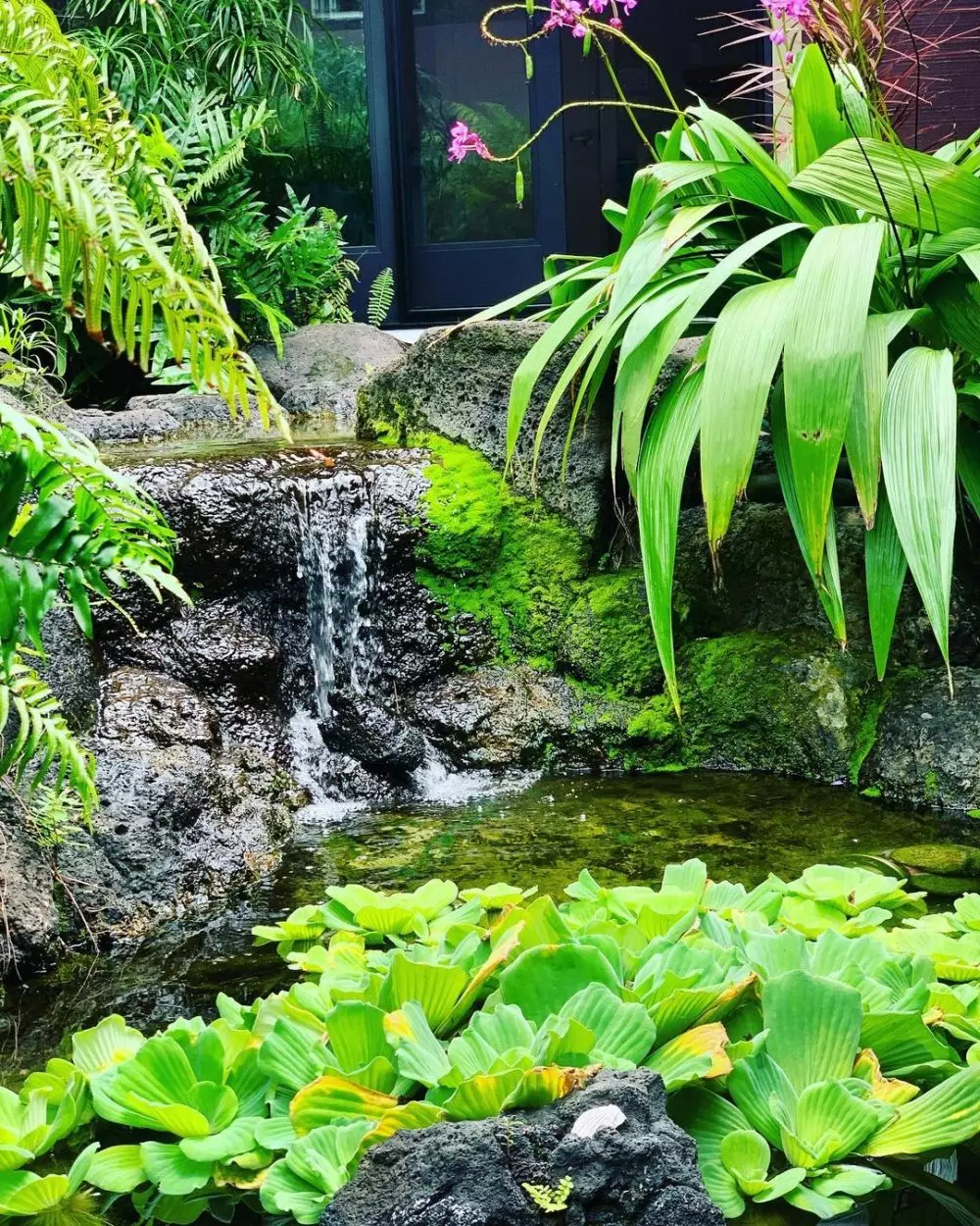 tanaman hidroponik tahan panas ©Instagram tanaman hidroponik tahan panas ©Instagram