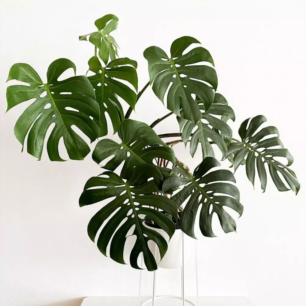 tanaman hidroponik tahan panas ©Instagram tanaman hidroponik tahan panas ©Instagram