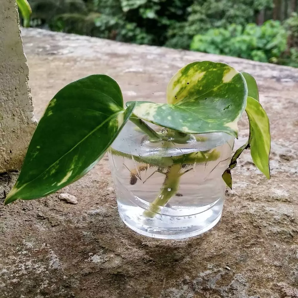 tanaman hidroponik tahan panas ©Instagram tanaman hidroponik tahan panas ©Instagram