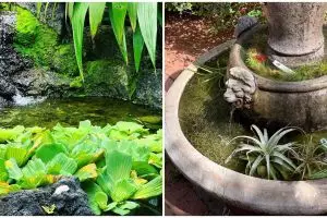 10 Tanaman hidroponik yang tahan panas, cantik jadi hiasan outdoor