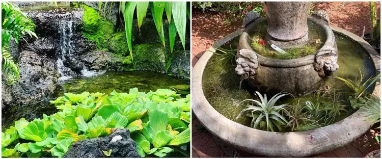 10 Tanaman hidroponik yang tahan panas, cantik jadi hiasan outdoor