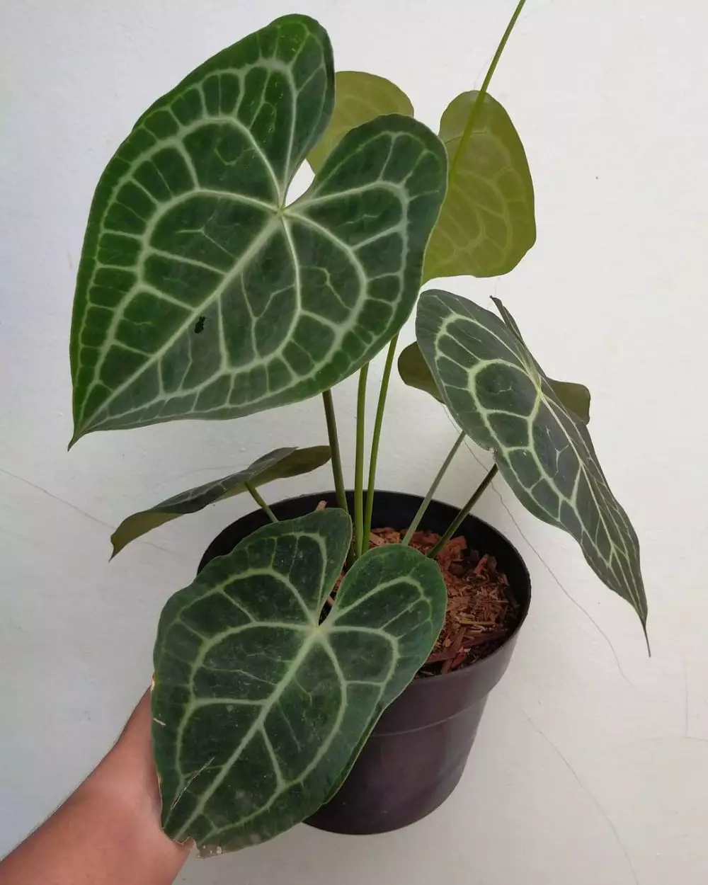 Cara merawat tanaman hias daun kuping gajah Instagram ; freepik © 2021 brilio.net Cara merawat tanaman hias daun kuping gajah Instagram ; freepik © 2021 brilio.net