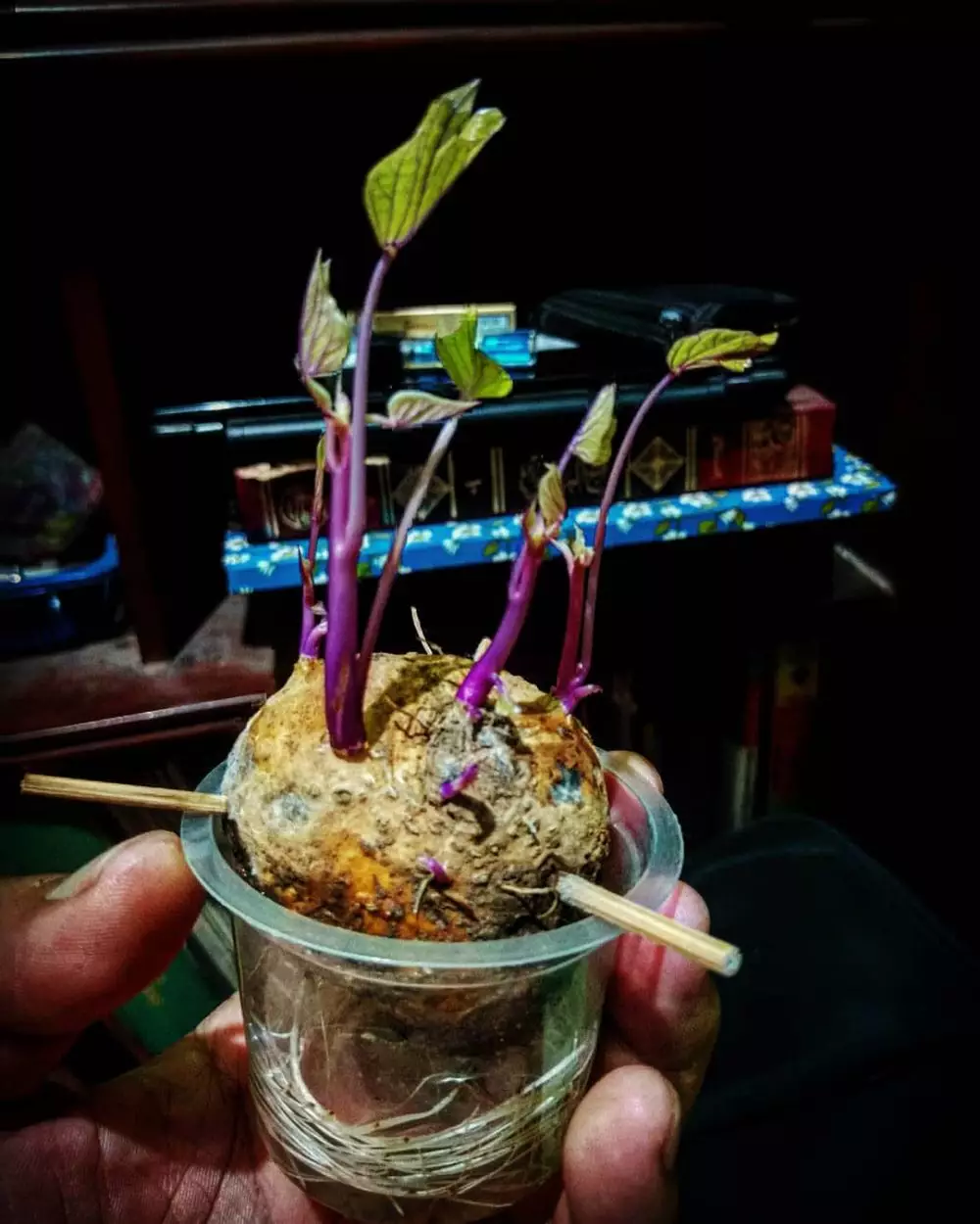 Cara menanam tanaman hidroponik ubi Instagram ; Freepik © 2021 brilio.net