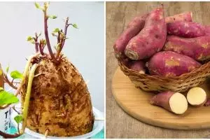 Cara menanam tanaman hidroponik ubi, mudah dan praktis