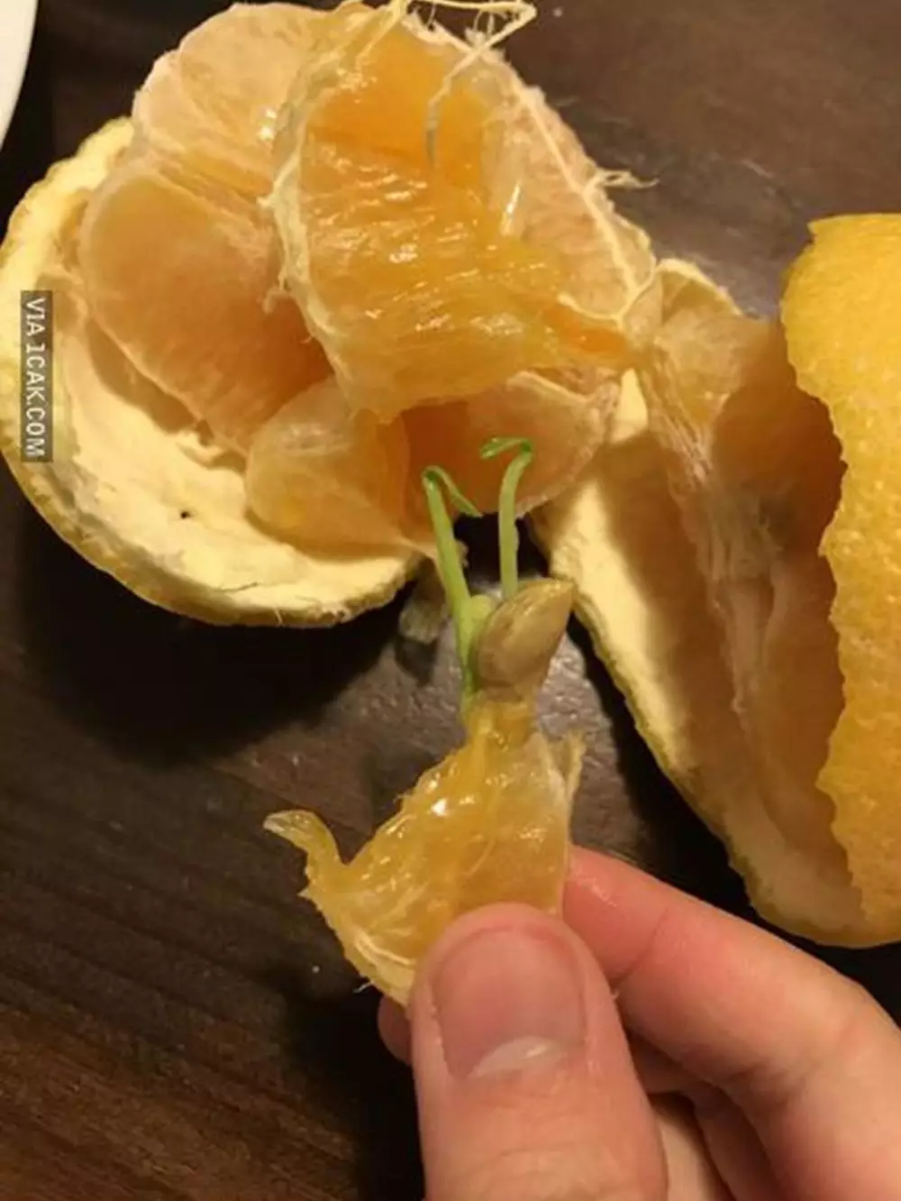 nikmati buah jeruk © Berbagai Sumber