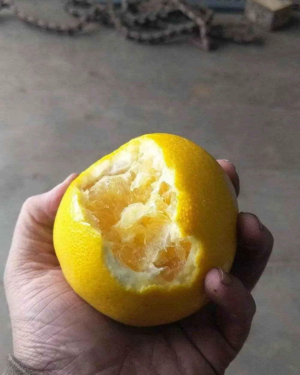 nikmati buah jeruk © Berbagai Sumber