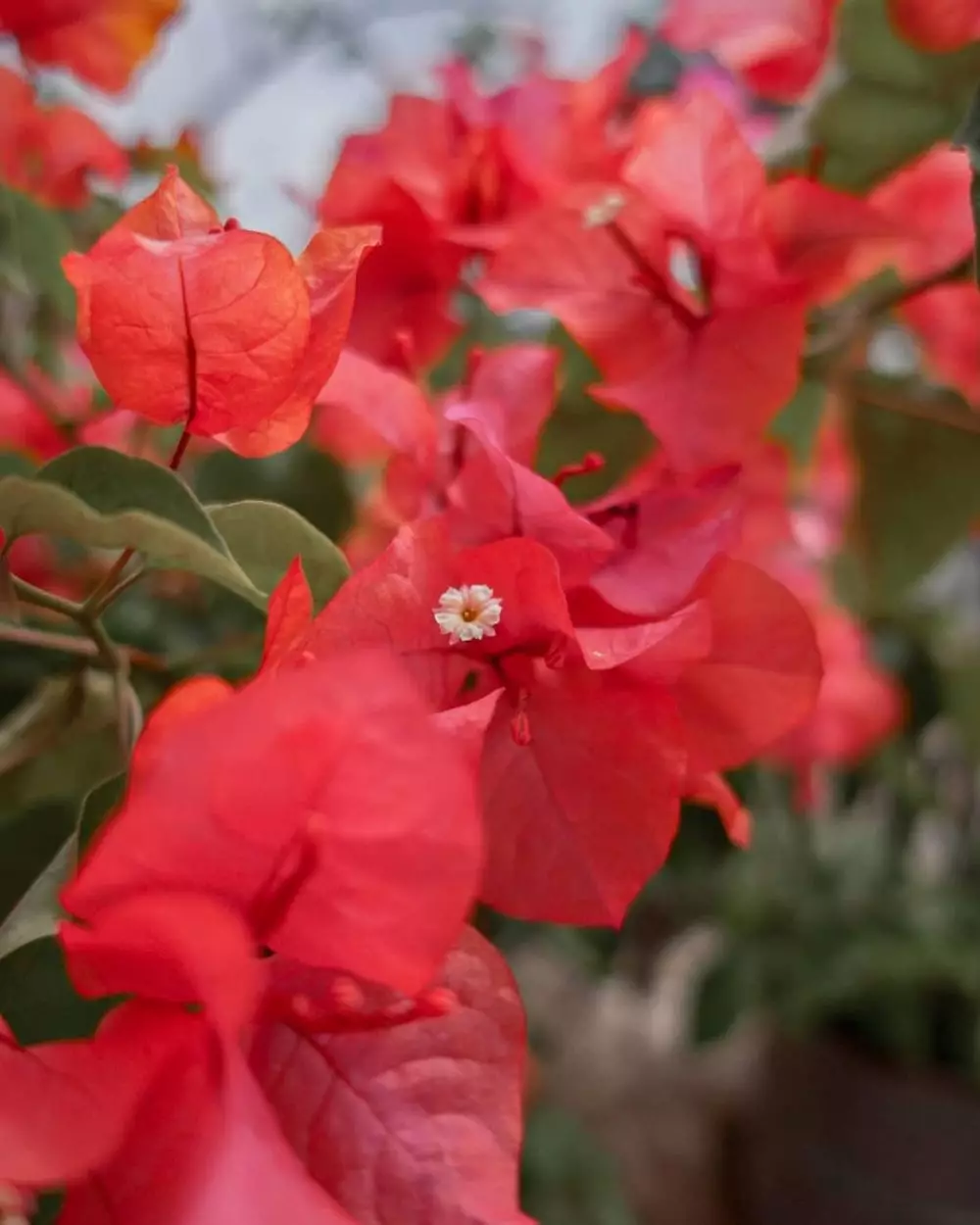 hidroponik musim hujan © Instagram