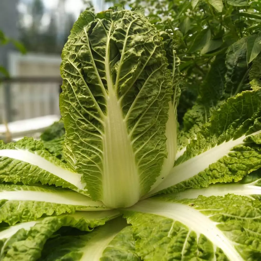 hidroponik musim hujan © Instagram