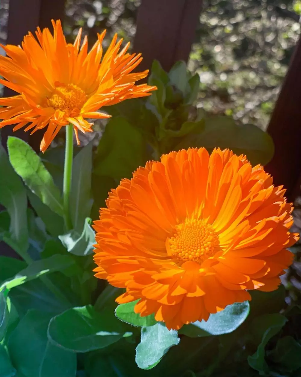 hidroponik musim hujan © Instagram