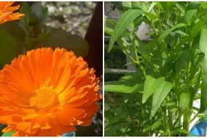 8 Tanaman hidroponik musim hujan, tahan air dan mudah dirawat