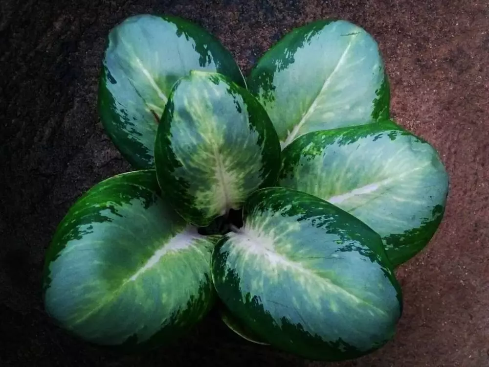 Harga bunga aglonema green ball Instagram