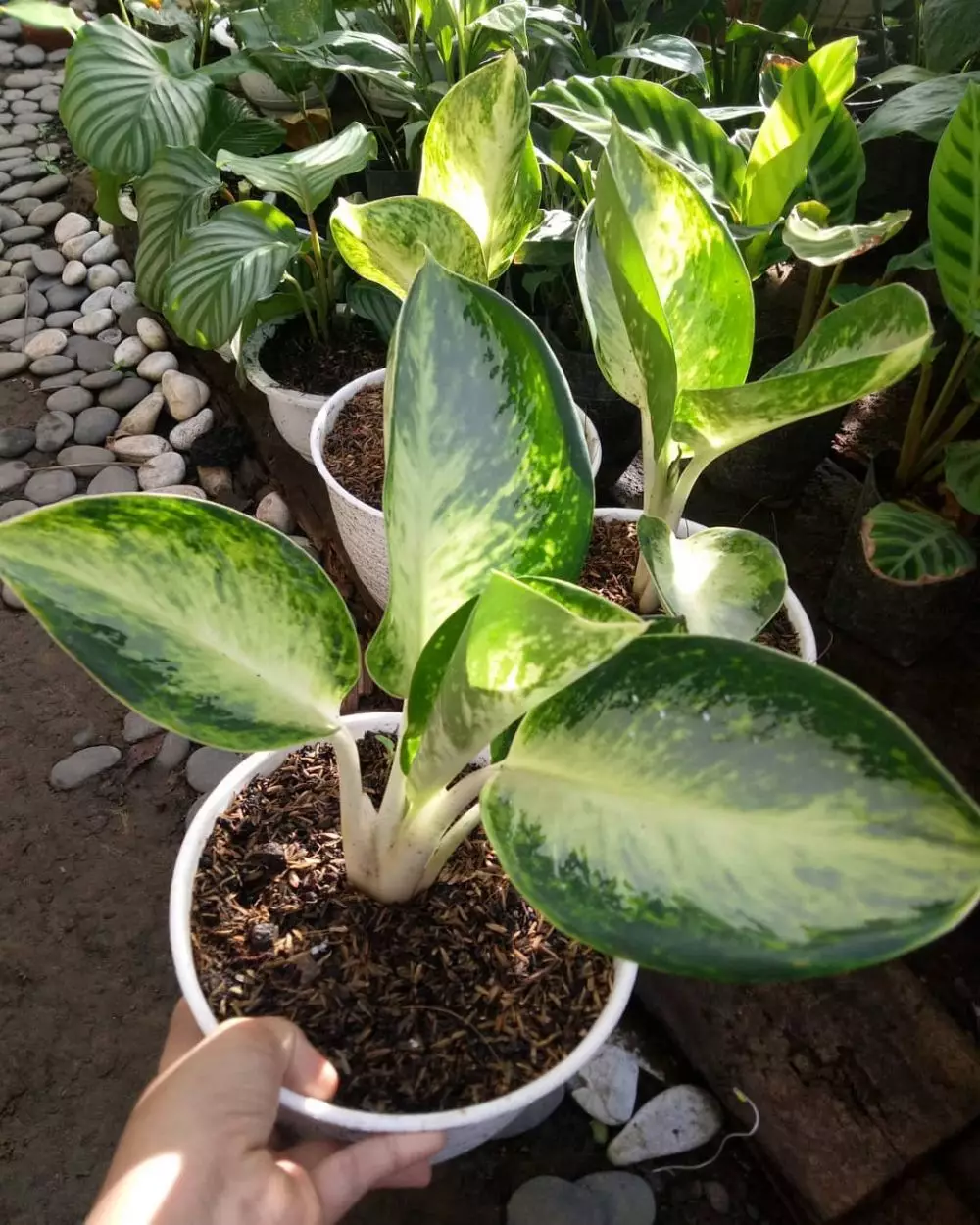 Harga bunga aglonema green ball Instagram