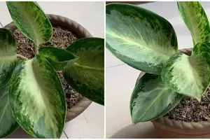 Harga bunga aglonema green ball dan cara mudah merawatnya