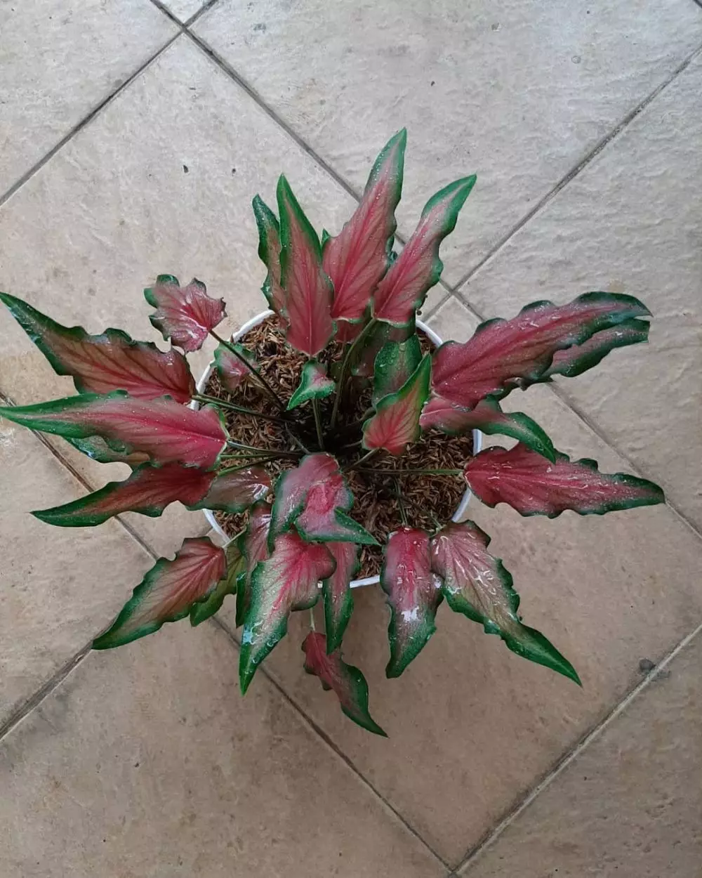 Harga keladi keris merah dan cara merawatnya Instagram