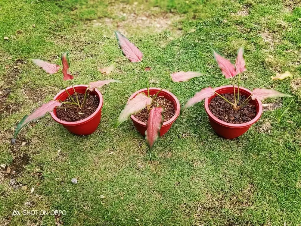 Harga keladi keris merah dan cara merawatnya Instagram