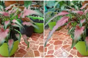 Harga keladi keris merah dan cara merawatnya agar indah dan subur