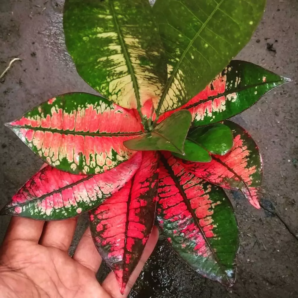 Jenis tanaman hias daun puring Instragram© 2021 brilio.net Jenis tanaman hias daun puring Instragram© 2021 brilio.net