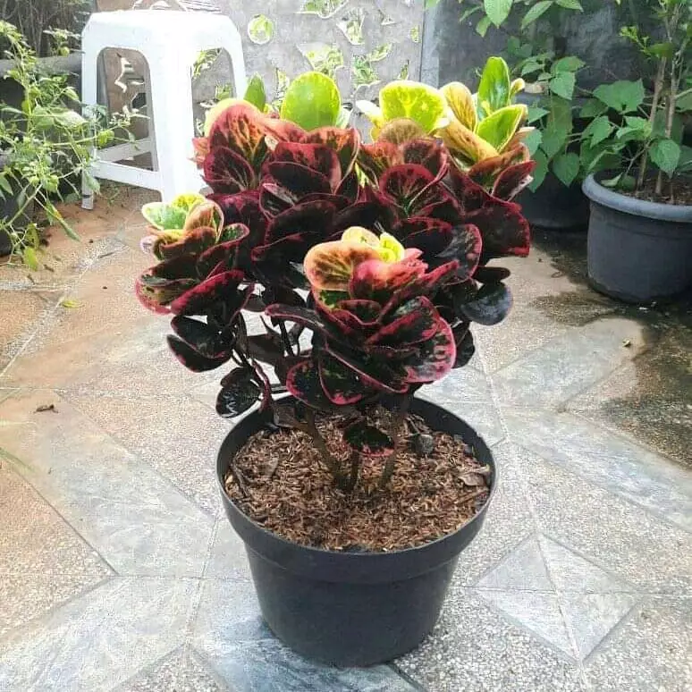 Jenis tanaman hias daun puring Instragram© 2021 brilio.net Jenis tanaman hias daun puring Instragram© 2021 brilio.net