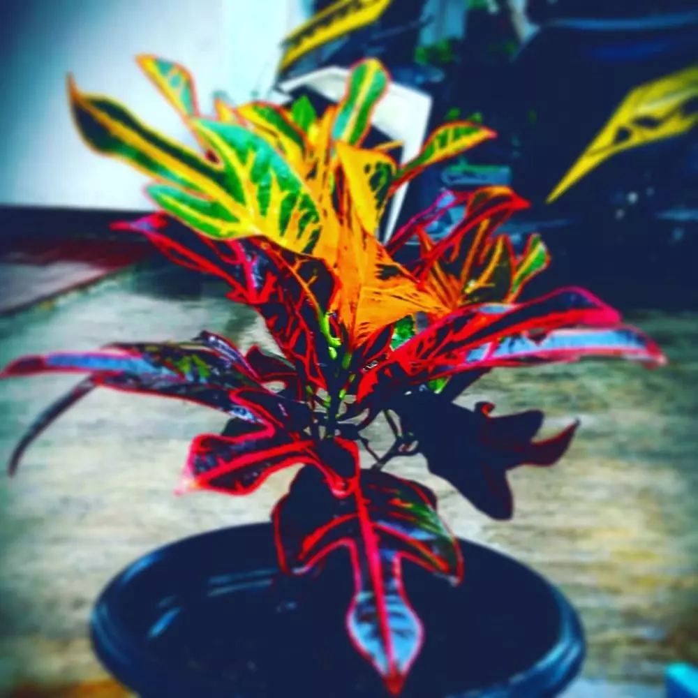 Jenis tanaman hias daun puring Instragram© 2021 brilio.net Jenis tanaman hias daun puring Instragram© 2021 brilio.net