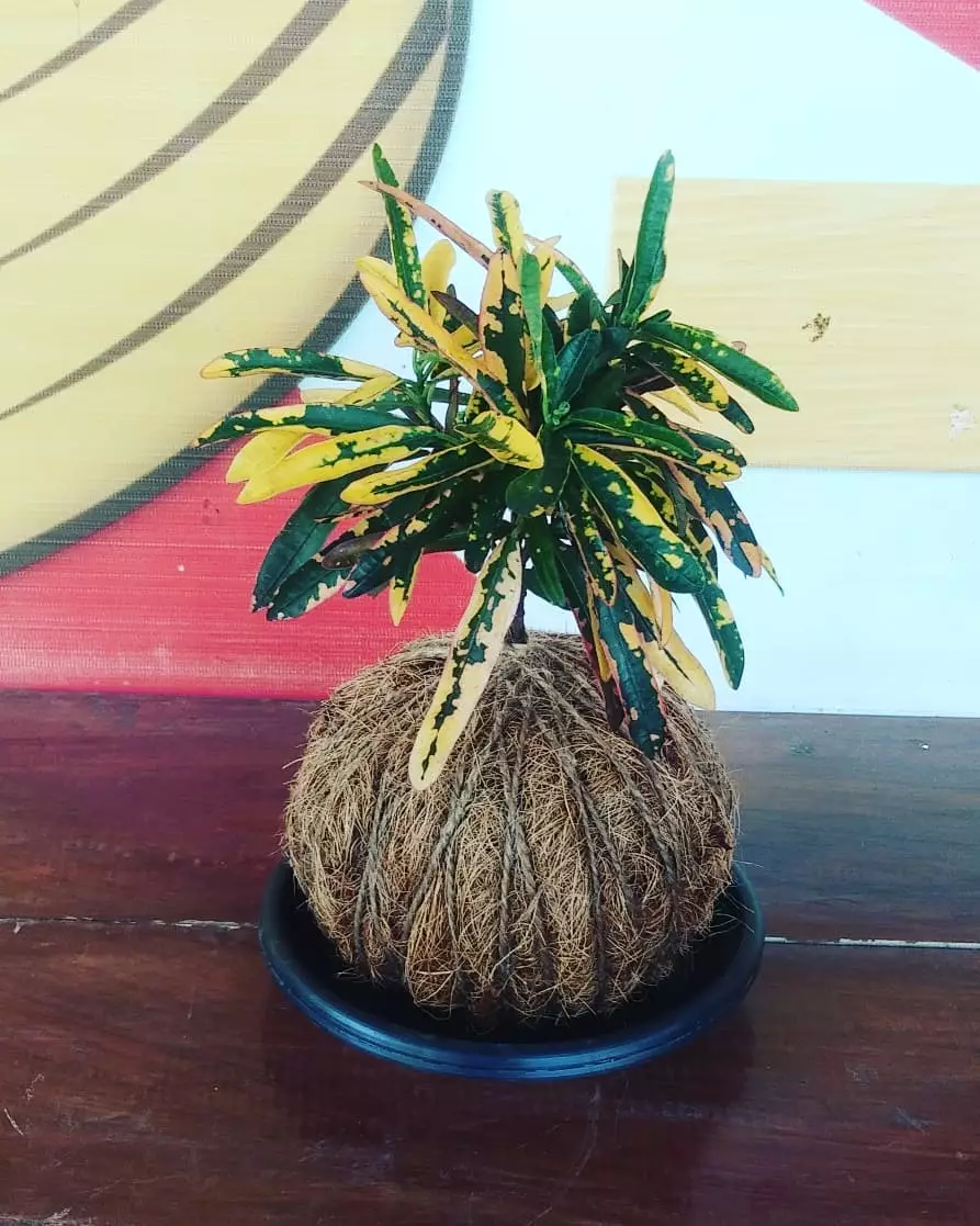 Jenis tanaman hias daun puring Instragram© 2021 brilio.net Jenis tanaman hias daun puring Instragram© 2021 brilio.net