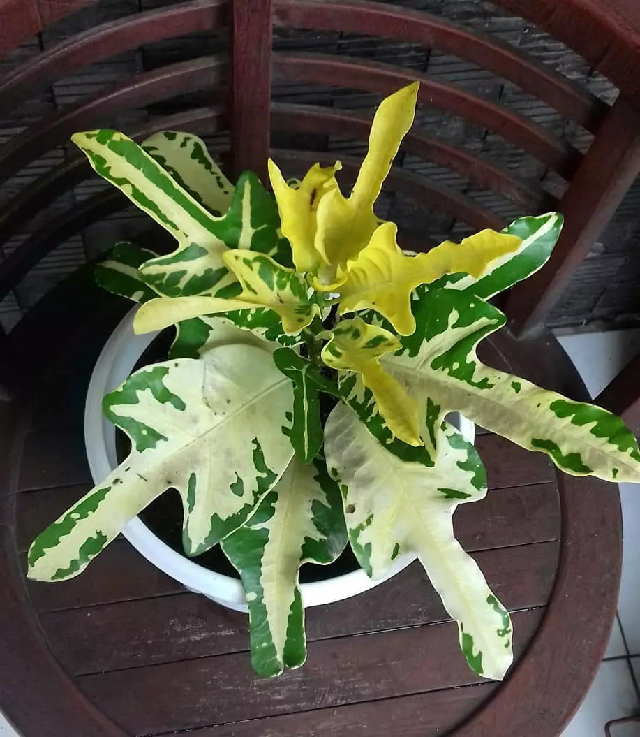 Jenis tanaman hias daun puring Instragram© 2021 brilio.net Jenis tanaman hias daun puring Instragram© 2021 brilio.net