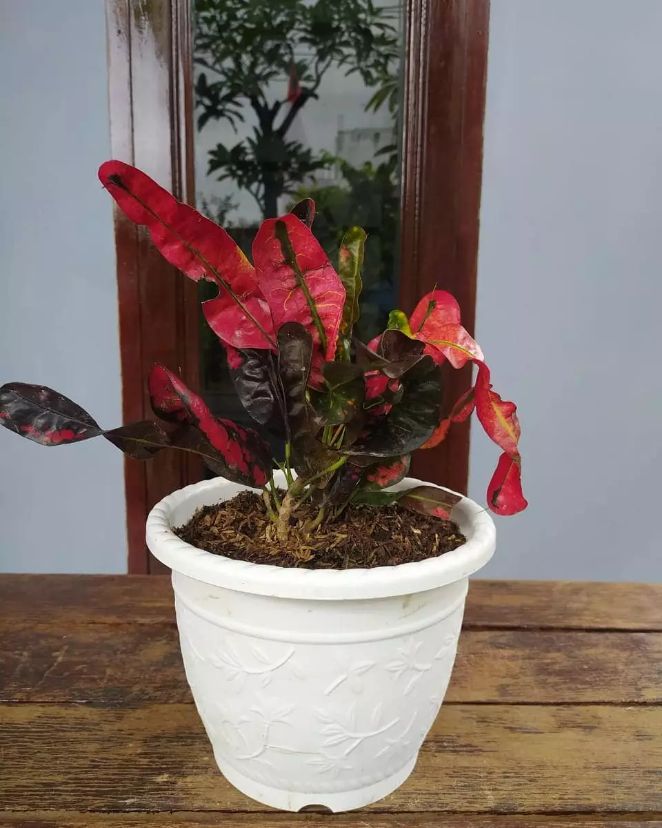 Jenis tanaman hias daun puring Instragram© 2021 brilio.net Jenis tanaman hias daun puring Instragram© 2021 brilio.net