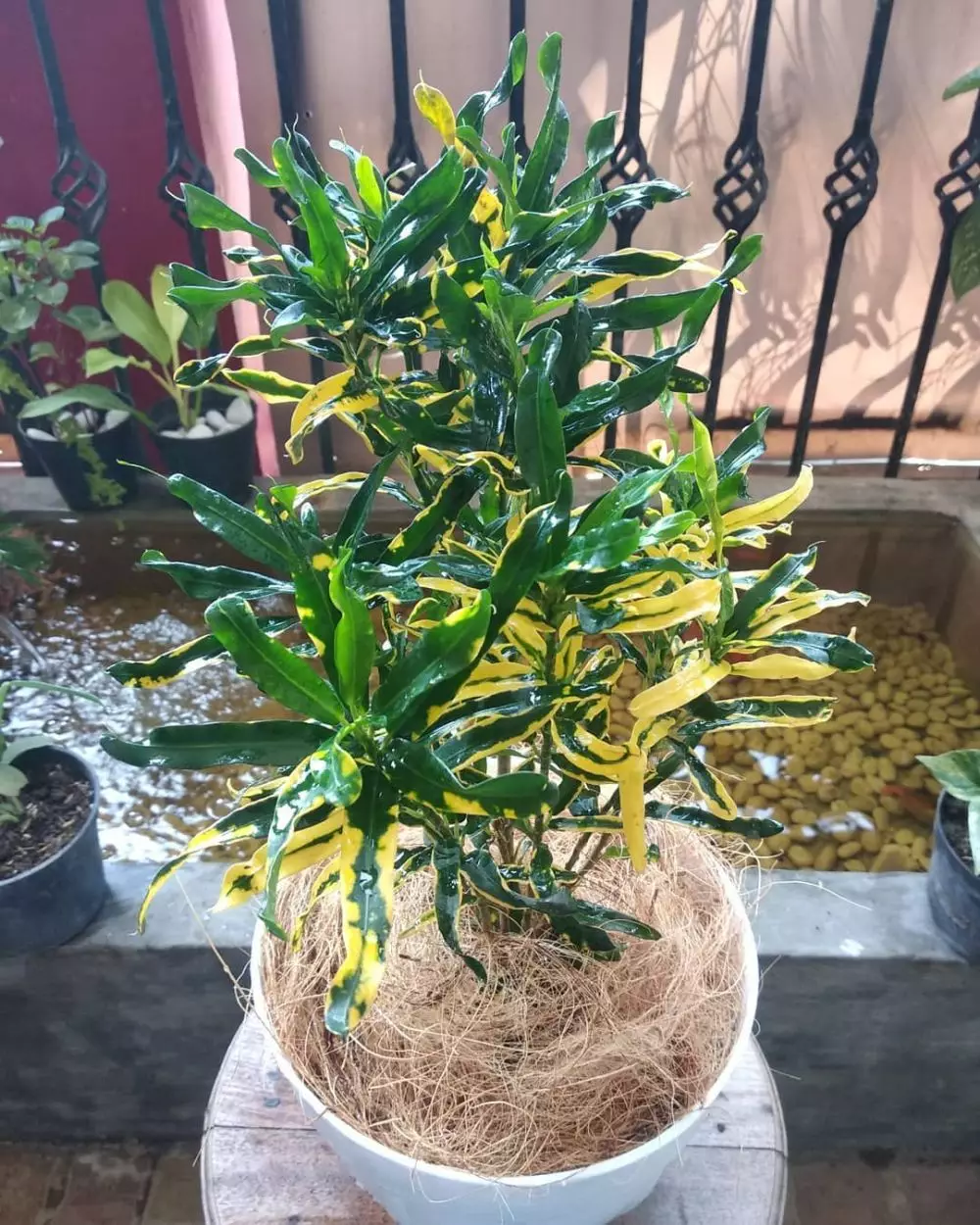 Jenis tanaman hias daun puring Instragram© 2021 brilio.net Jenis tanaman hias daun puring Instragram© 2021 brilio.net