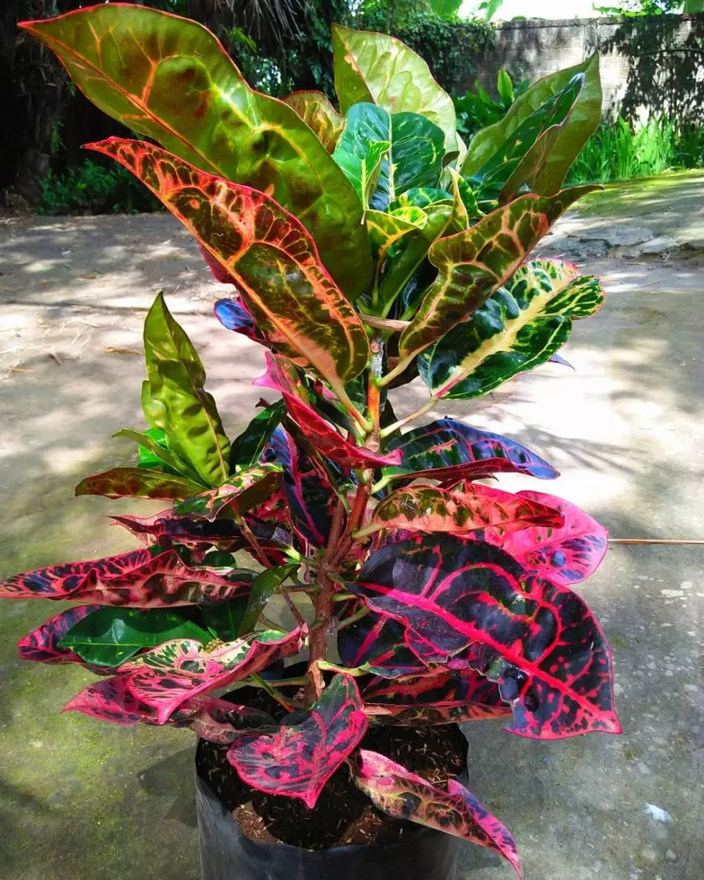 Jenis tanaman hias daun puring Instragram© 2021 brilio.net Jenis tanaman hias daun puring Instragram© 2021 brilio.net