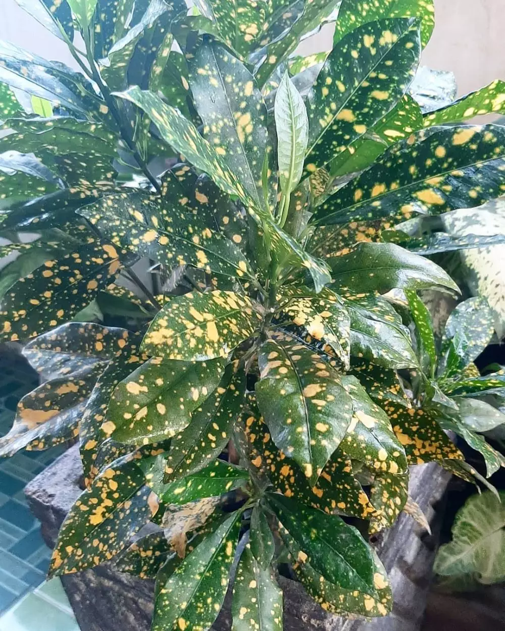 Jenis tanaman hias daun puring Instragram© 2021 brilio.net Jenis tanaman hias daun puring Instragram© 2021 brilio.net