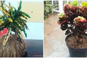 9 Jenis tanaman hias daun puring, cantik dan memiliki banyak manfaat