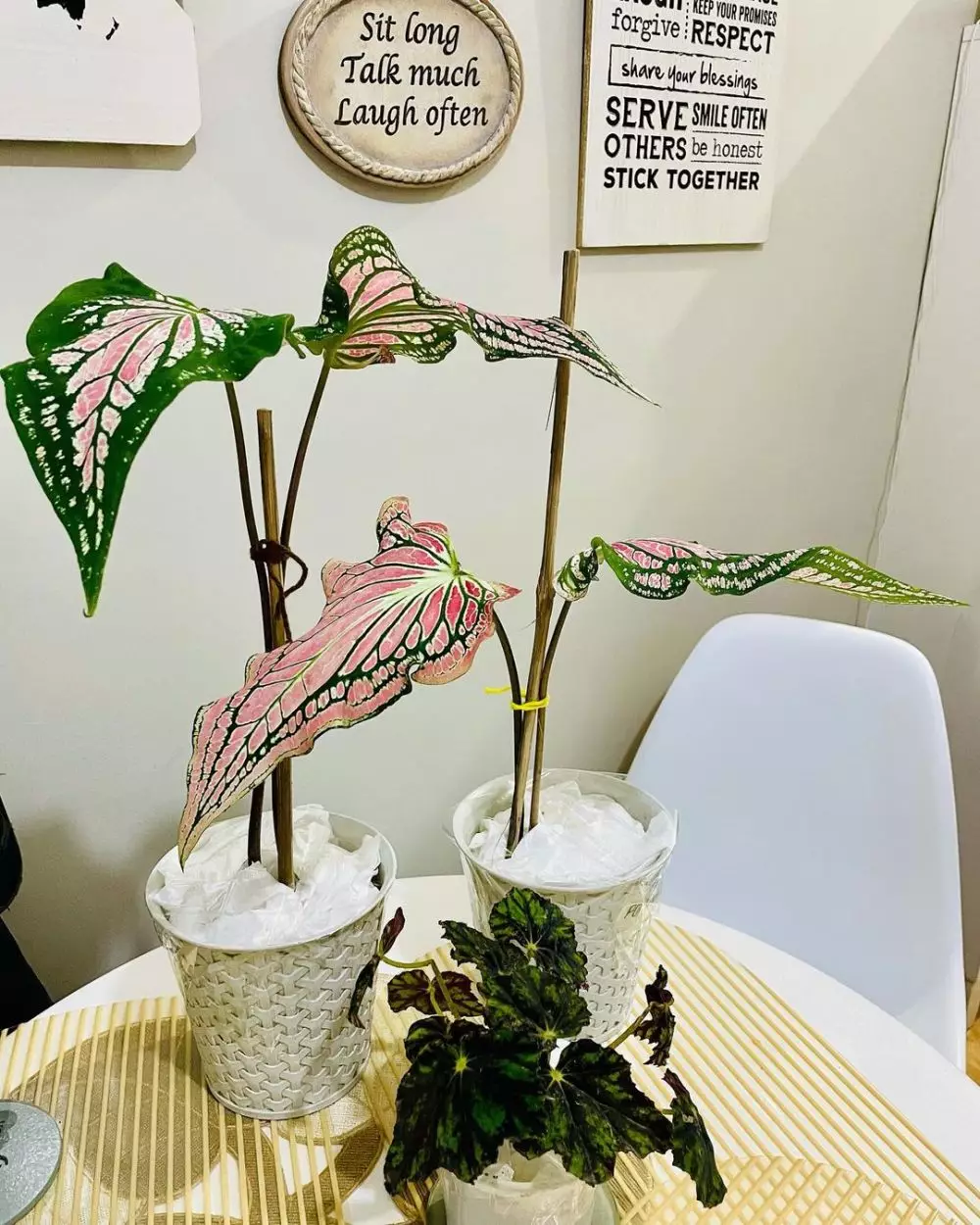 Masalah keladi merah Thailand saat dirawat © Instagram Masalah keladi merah Thailand saat dirawat © Instagram