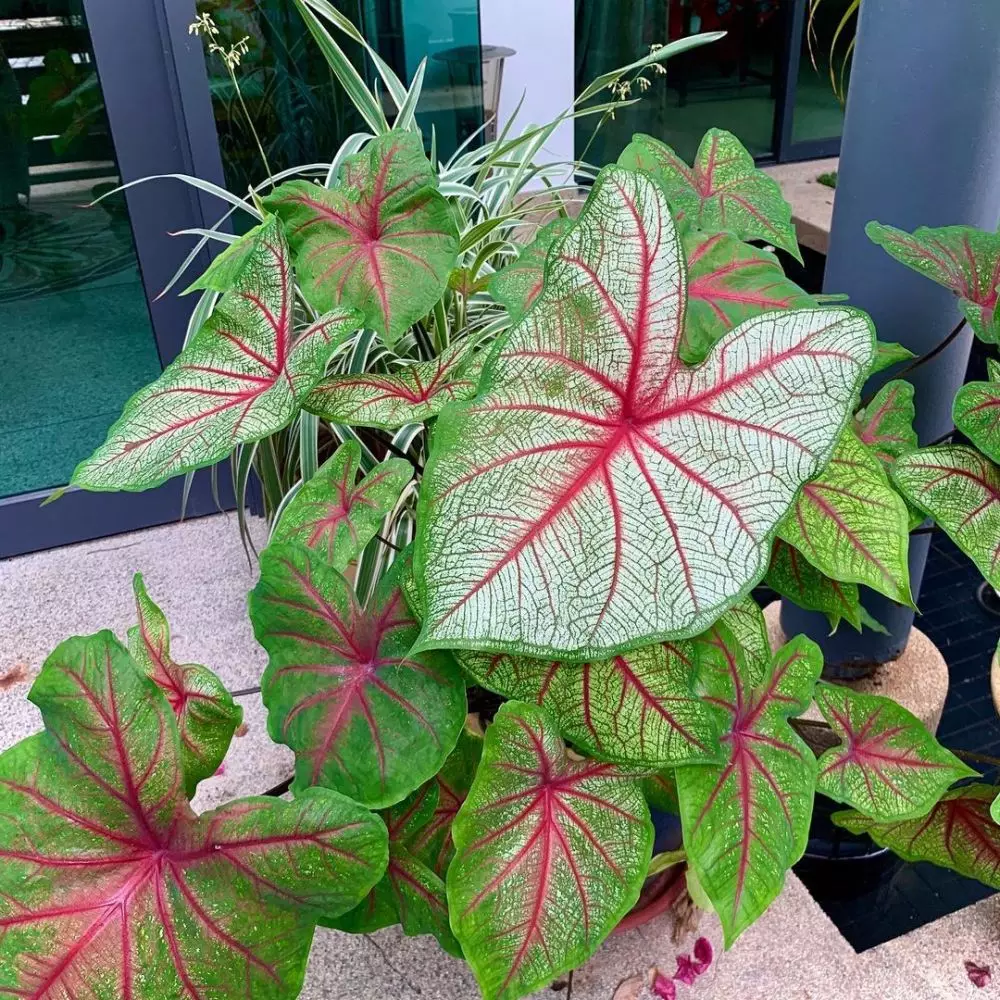 Masalah keladi merah Thailand saat dirawat © Instagram Masalah keladi merah Thailand saat dirawat © Instagram