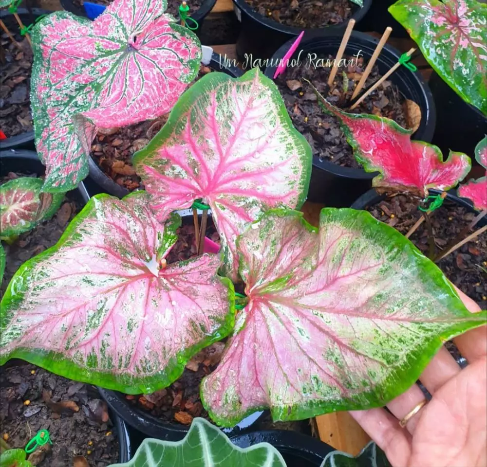 Masalah keladi merah Thailand saat dirawat © Instagram Masalah keladi merah Thailand saat dirawat © Instagram