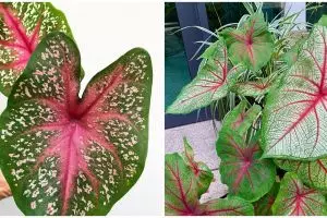 6 Masalah keladi merah Thailand saat dirawat, lengkap dengan solusinya