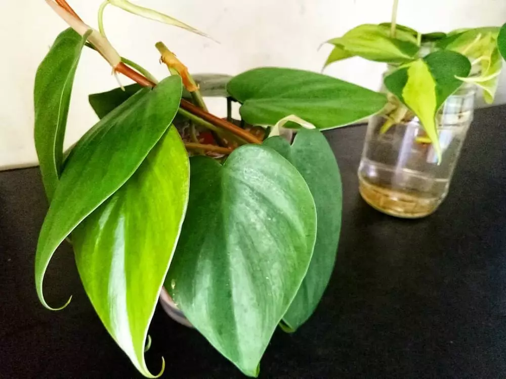 tanaman rambat hidroponik © Instagram tanaman rambat hidroponik © Instagram