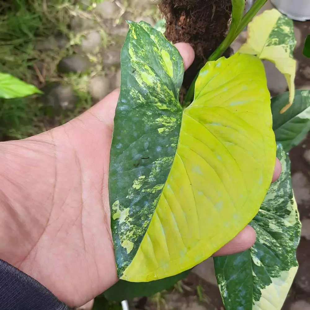 tanaman rambat hidroponik © Instagram tanaman rambat hidroponik © Instagram